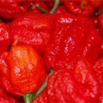 Giống ớt Carolina Reaper cay hơn cả bình xịt hơi cay