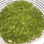 Trồng rong nho ở Trường Sa