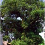 Phát hiện cây dã hương cổ thụ tại Nam Định