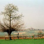 Hiện tượng cây mọc trên cây khác thường ở Italia