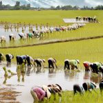 Làm nông nghiệp khiến con người… lùn đi