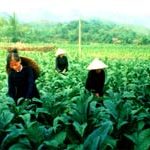 Bốn loại cây ảnh hưởng đến cuộc sống nhân loại