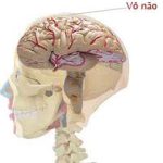 Trẻ thông minh có vỏ não phát triển sớm hơn