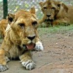 Thí nghiệm thảm họa tại vườn thú Ấn Độ