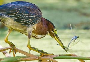 Ảnh đẹp động vật trong tuần