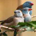 Những phương thức giao tiếp đặc biệt của các loài động vật