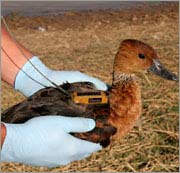 Truy tìm virus H5N1 bằng cách theo dõi chim qua vệ tinh