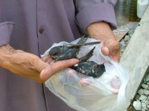 TP.HCM: Chim hoang dã chết hàng loạt không rõ lý do