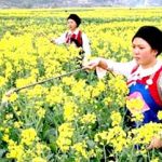Trung Quốc đẩy mạnh phát triển diesel sinh học từ cây cải dầu