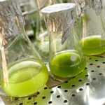 Phát hiện tảo có thể “ăn” cellulose