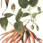 Dây ba mươi – Chữa ho lâu ngày