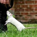 Tế bào gốc người chữa lành bệnh tim trên chuột