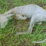 Quái vật Chupacabra trở lại Mexico
