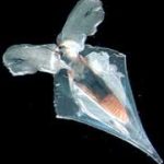 Sinh vật lạ dưới lòng Tam giác Bermuda