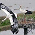 Nhật Bản: “Tài sản quốc gia” tăng sinh trở lại