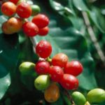 Cây cà phê sắp tuyệt chủng do biến đổi khí hậu