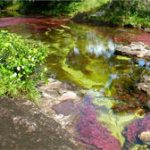 Vẻ đẹp của dòng sông Cona Cristales