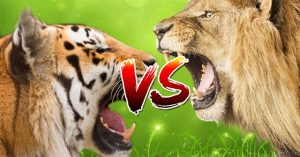 [Cuộc chiến bất hủ] Cọp với Sư tử. Loài nào mới là chúa sơn lâm?