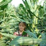 Dùng bắp theo dõi lượng CO2 từ khí phân hủy
