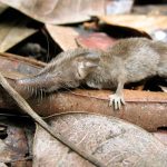 Phát hiện loài chuột chù răng trắng mới