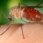 Giải mã bộ gen di truyền của loài muỗi vằn Quinquefasciatus