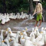 Cúm gia cầm bùng phát tại hàng loạt địa phương