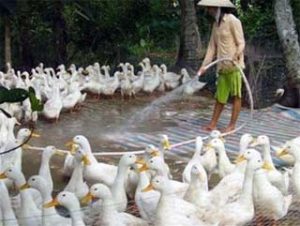 Cúm gia cầm bùng phát tại hàng loạt địa phương