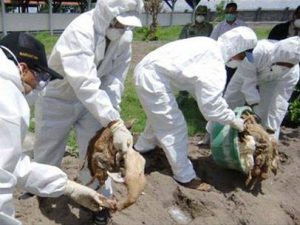 Indonesia: Ca tử vong thứ 79 vì cúm gia cầm