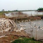 Cúm gia cầm tái phát tại ĐBSCL : Vùng dịch mở rộng!