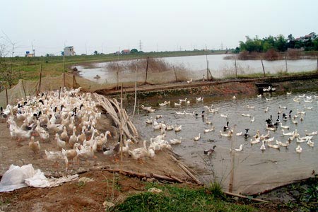 Cúm gia cầm tái phát tại ĐBSCL : Vùng dịch mở rộng!