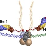 Nguyên nhân đứt gẫy DNA ở tế bào ung thư