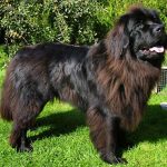 Quái thú Dartmoor: bí ẩn đã có lời đáp