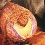 Răng trong cổ họng