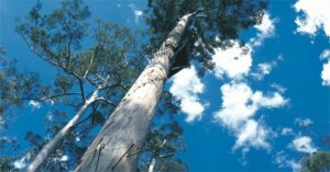 Dave Evans Bicentennial – Cái cây đáng sợ nhất Australia