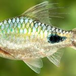 Tìm thấy một giống cá nước ngọt mới ở Sri Lanka