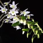 Một số kinh nghiệm trồng hoa lan