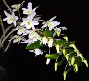 Một số kinh nghiệm trồng hoa lan