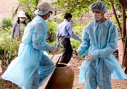 Hà Nội: Bắt đầu có gia cầm chết bất thường