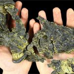 Tìm thấy hộp sọ “siêu nhỏ” của loài khủng long ăn cỏ khổng lồ