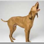 Giải mã ngôn ngữ loài khuyển