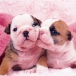 Ngộ nghĩnh những nụ hôn của loài vật