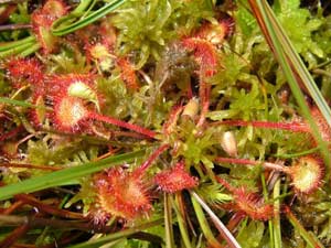 Cây bắt sâu – Drosera