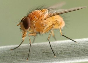 Bí mật của tuổi thọ nằm ở ruột?
