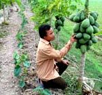 Để đu đủ sai quả và lâu cỗi