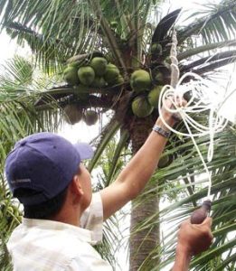 Thụ phấn trợ lực cho dừa sáp ở Trà Vinh