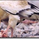 Động vật cũng dùng thuốc kích thích