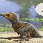 Phát hiện chim nhỏ như châu chấu sống cùng thời khủng long