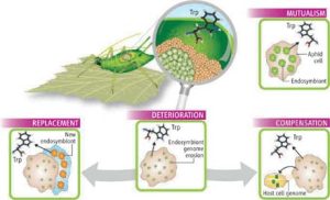Giải mã genome nhỏ nhất của vi khuẩn