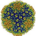 Hình ảnh virus 3D có độ phân giải lớn nhất từ trước đến nay