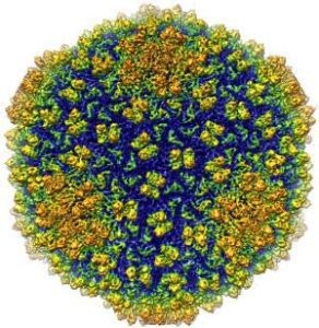 Hình ảnh virus 3D có độ phân giải lớn nhất từ trước đến nay